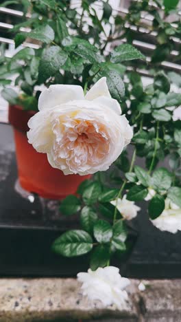 beautiful white rose in a pot