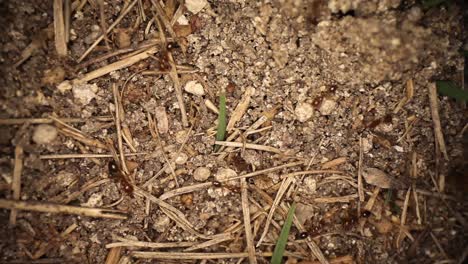 wide angle macro shot of disturbed fire ant mound