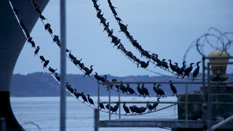 flocks of cormorant bird sitting on mooring line of military ship anchored at tacoma, washington, usa