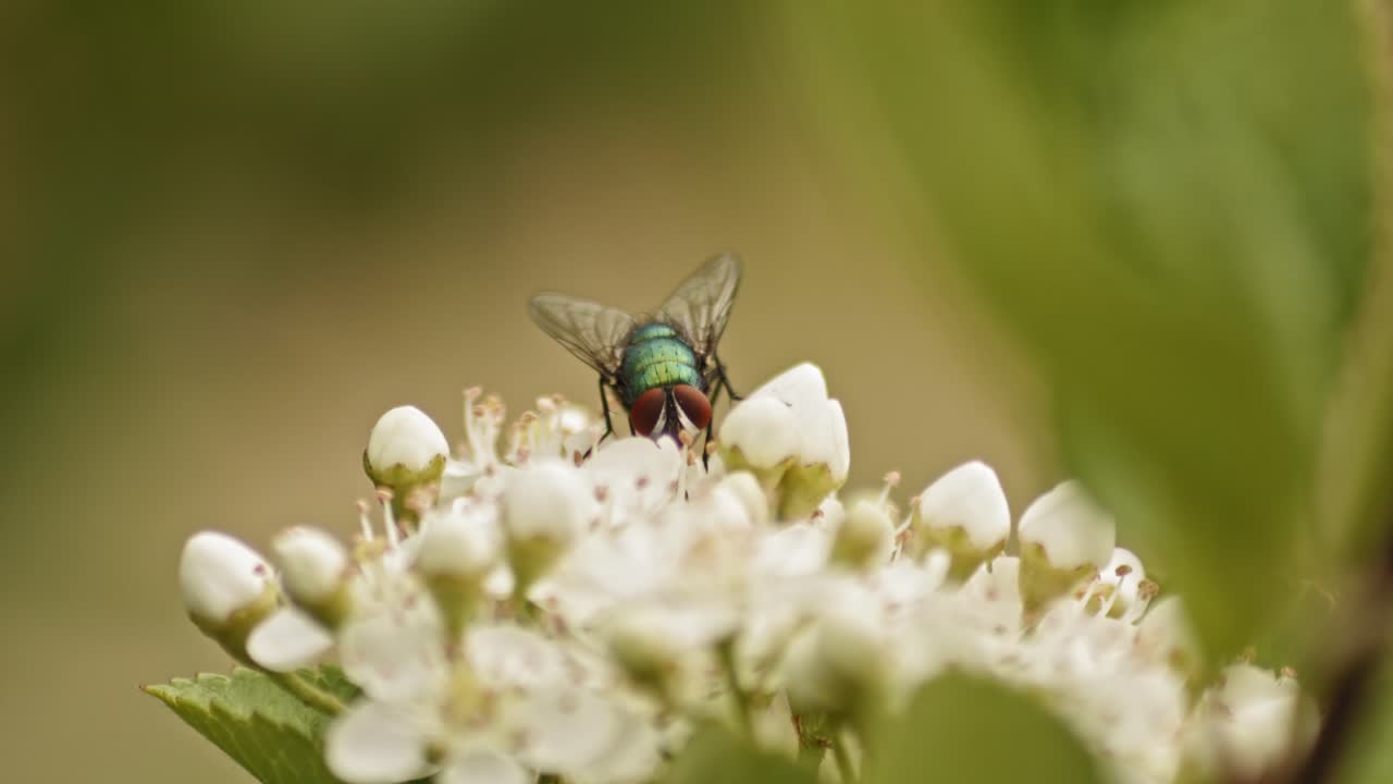 insecto mosca botella sentado sobre flores de espino de fuego en poca profundidad de campo