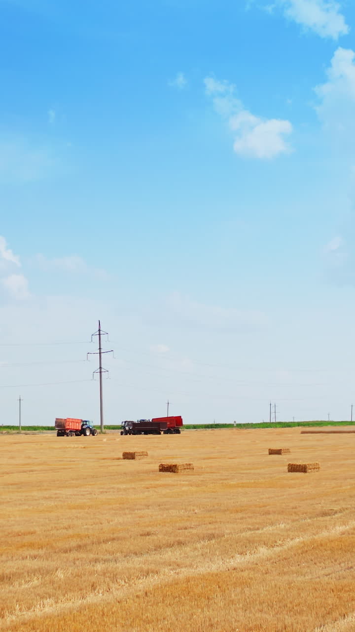 Beautiful summer landscape of a wheat field. Drone flies over yellow agriculture wheat field. Vertical video