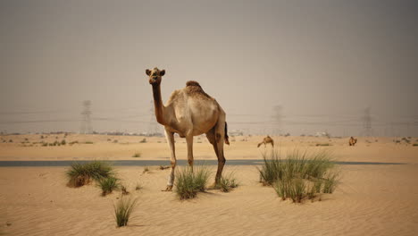 camello en el desierto