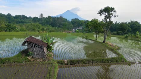 Paddy-Field-Mount-Penanggungan-at-sunrise,-Pandaan-Pasuran,-Indonesia