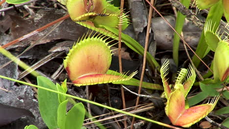 venus atrapamoscas en el suelo del bosque