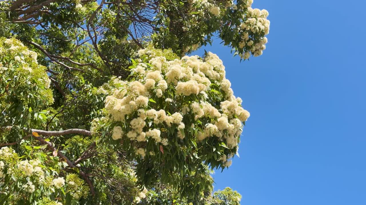 Inquadratura dal basso di fiori di eucalipto bianchi che ondeggiano dolcemente nel vento sotto la luce brillante del sole.
