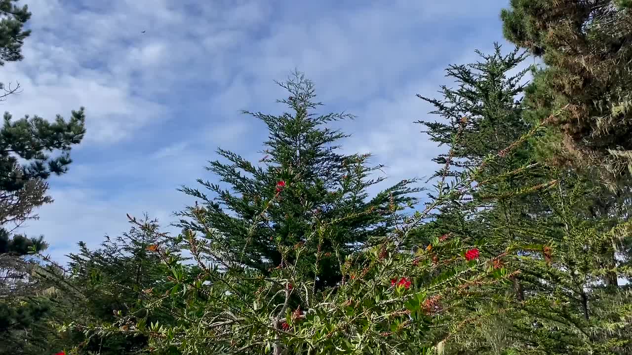 제왕 나비는 많은 에너지로 토종 소나무 위로 솟아오릅니다.