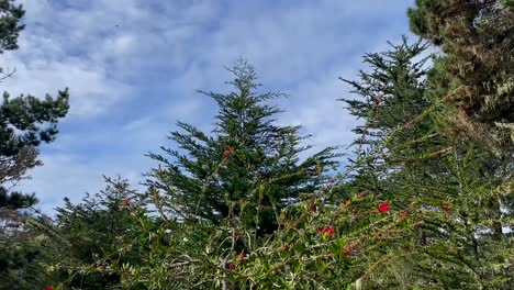 mariposas monarca volando sobre pinos nativos con mucha energía