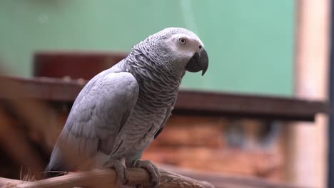 endangered species medium-sized congo african grey parrot, psittacus erithacus perching still on a wood log and staring right into the camera at langkawi wildlife park, malaysia, southeast asia