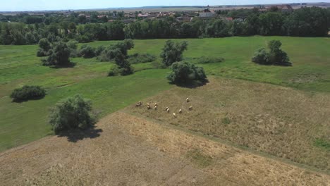 vista aérea de drones de ganado pastando en el campo