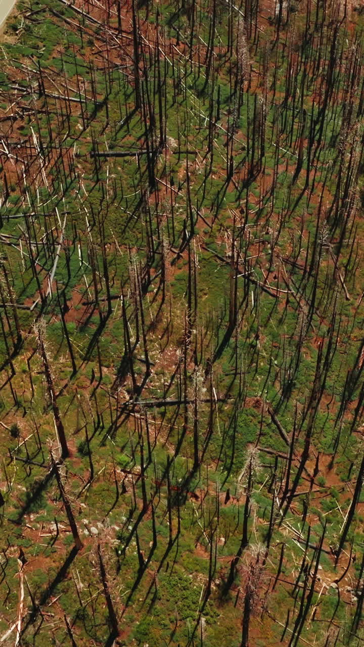 Dry dead trunks from pine trees with lots of branches on the ground. Roads going through the rocky landscape on sunny day. Top view. Vertical video