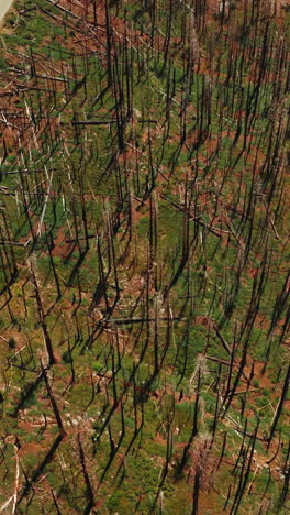 dry dead trunks from pine trees with lots of branches on the ground. roads going through the rocky landscape on sunny day. top view. vertical video