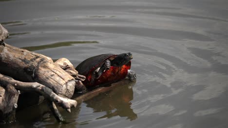 Painted-turtle-shows-off-red-orange-underbelly-as-it-grasps-onto-log-in-water,-slow-motion