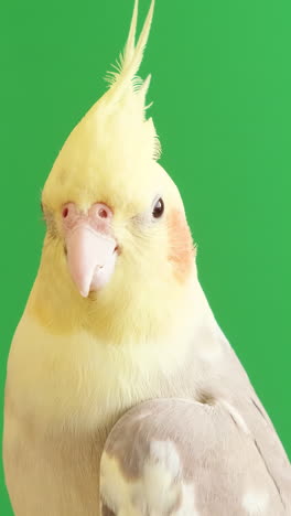 Australian Corella Parrot on a Green . Australian Corella parrot on a green . Close up