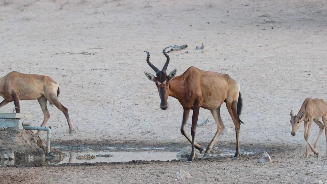 Un troupeau de bubales roux avec un veau passant devant un point d'eau, Parc transfrontalier de Kgalagadi