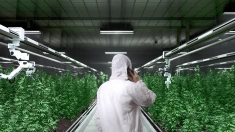 back view of marijuana researcher talking on smartphone while standing in the marijuana greenhouse with smart robotic farmers