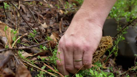 macro shot of spongy morel mushroom found by man, pick up and cut roots with knife, static