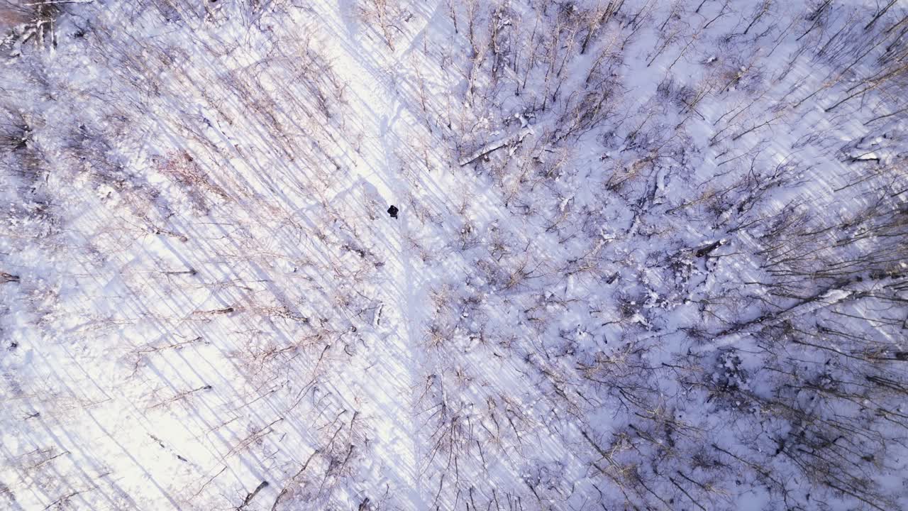 Un drone aereo sorvola una persona che cammina lungo un sentiero forestale invernale coperto di neve in una giornata di sole