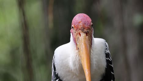 Cerrar-La-Cara-De-La-Mirada-De-Cigüeña-Lechosa.