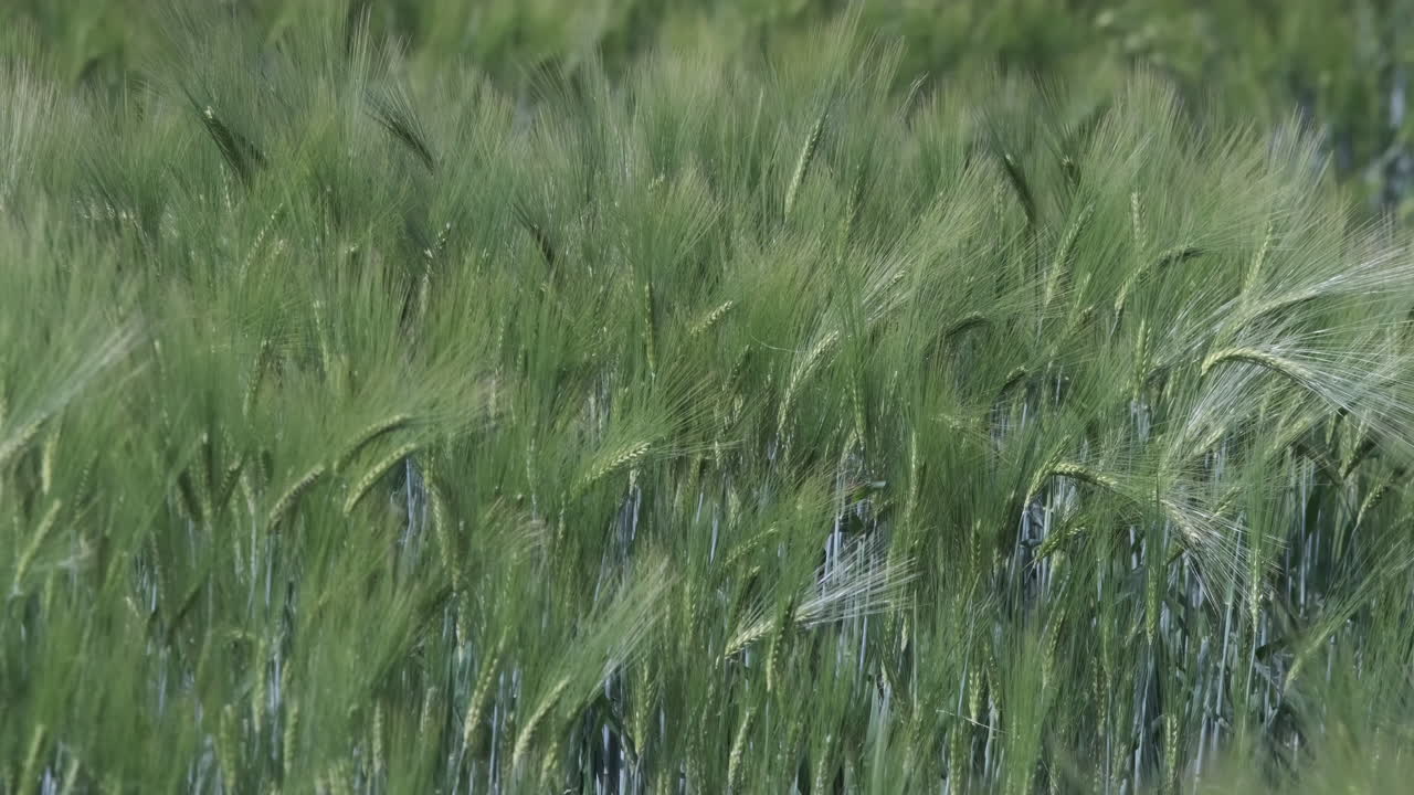 A farm Wheat crop blowing in the spring breeze, Worcestershire, England