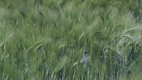 a farm wheat crop blowing in the spring breeze, worcestershire, england