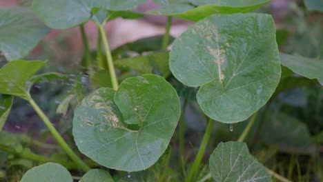 slow motion view of zucchini plants being watered with a sprinkler