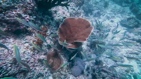 Group-of-small-blue-and-yellow-fish-swimming-near-a-coral-reef-in-Koh-Lipe-Thailand