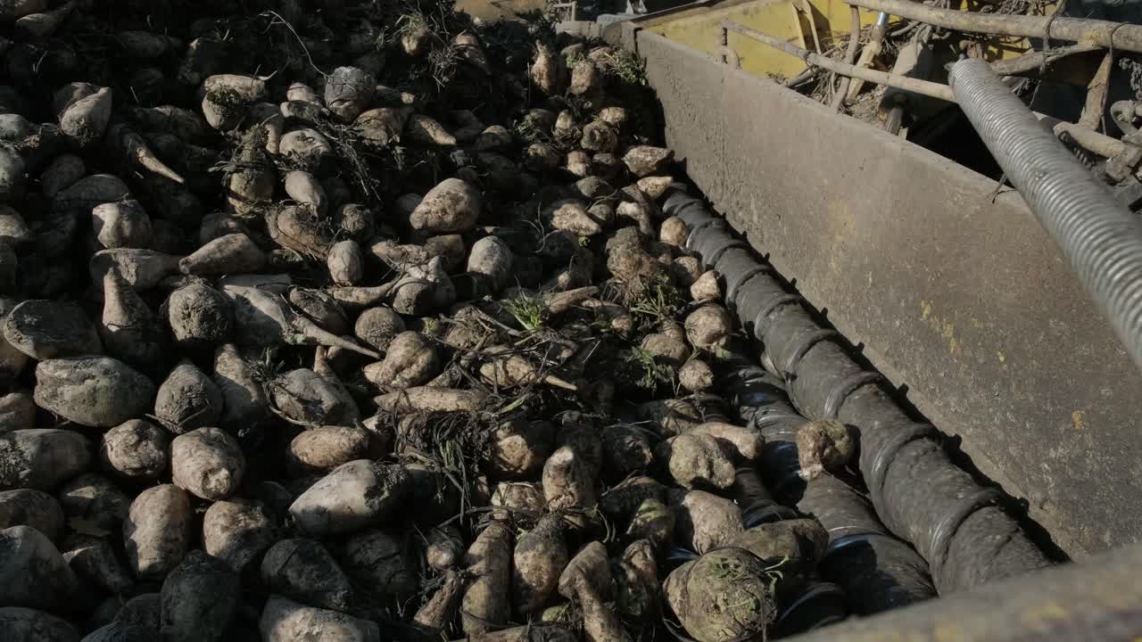 에 설탕 비트 어리: 의 가장자리에 있는 클램프에서 도로에 있는 트럭으로 설탕 비트를 청소하고 로딩하는 자기 추진 기계.