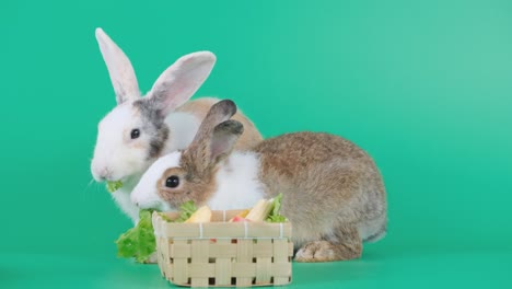 dos conejos de patrón marrón claro comen verduras en la canasta y se quedan en la pantalla verde