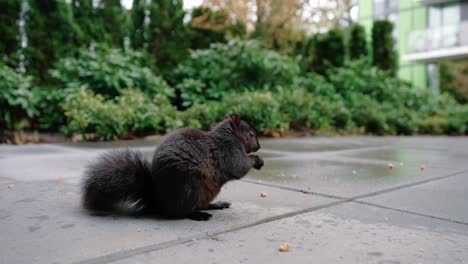 Niedliches-Eichhörnchen,-Das-Nüsse-Auf-Dem-Boden-Im-Hinterhof-Frisst