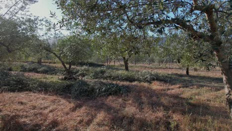 olive tree pruning waste for shredding