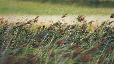 tall reeds and grass bend and sway in the wind