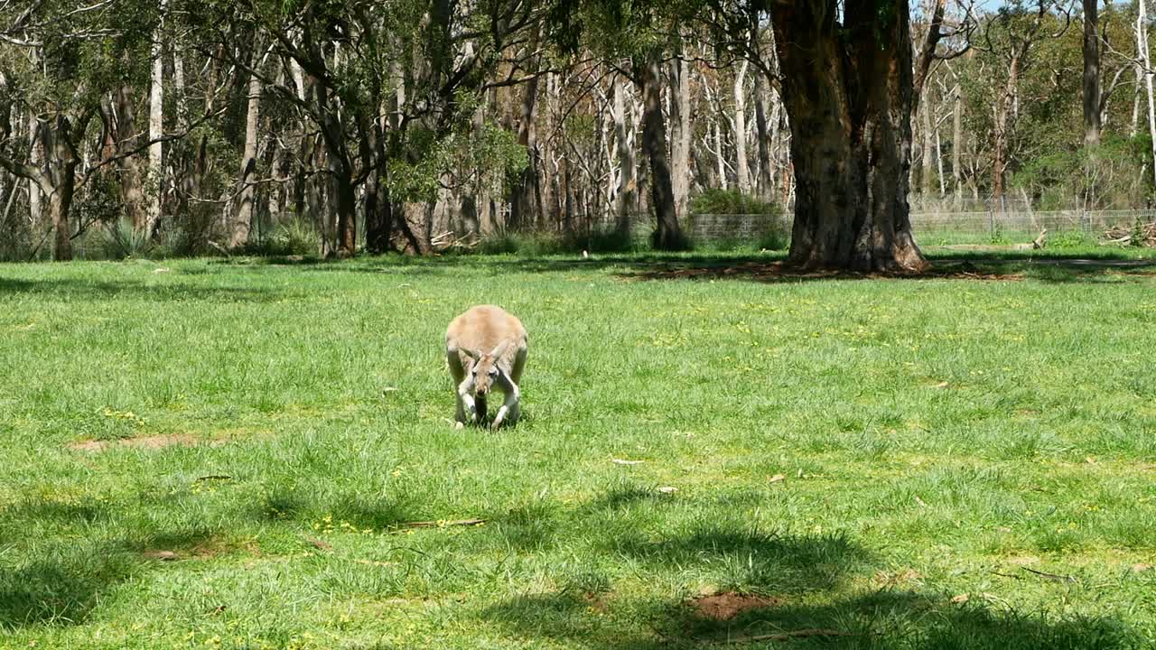 Slow motion view of a kangaroo hopping forward