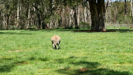 slow motion view of a kangaroo hopping forward