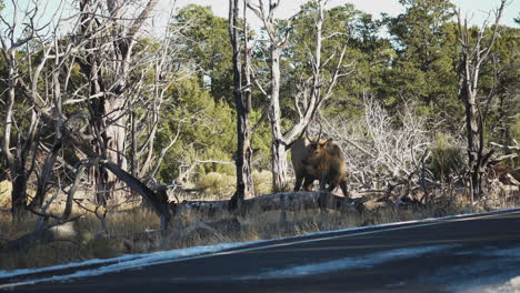 Wild-Elk-Seen-Beside-Road-Grazing-At-Mather-Campground,-USA