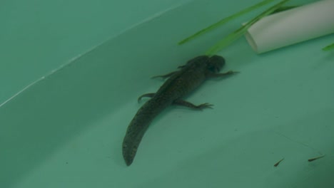 ajolote nadando en tanque de agua