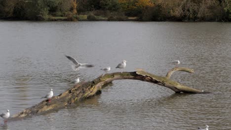 hand held shot of seagull landing on a branch on the lake