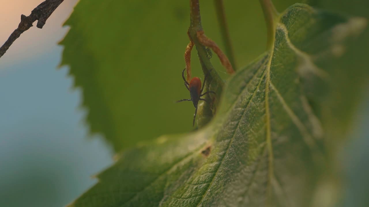primer plano detallado de un ácaro posado en una hoja de abedul verde, mostrando su cuerpo marrón oscuro y marcas de color naranja rojizo