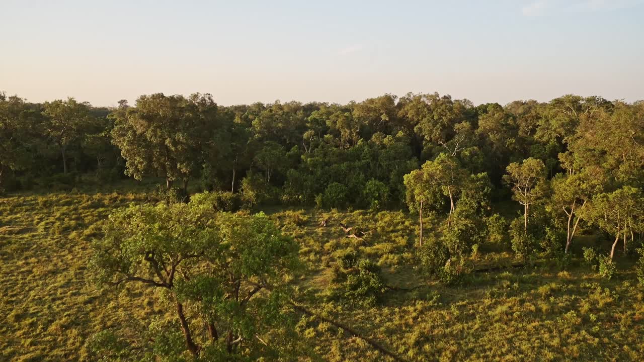 Afrikaans landschap: Luchtopname van prachtig boslandschap en bomen in schitterend gouden zonlicht, Masai Mara in Kenia, vanuit een heteluchtballon. Uitzicht van bovenaf, langzaam vliegend over de Afrikaanse natuur.