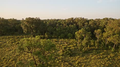 africa scenery aerial shot of beautiful forest landscape and trees in amazing golden sun light, masai mara in kenya from hot air balloon ride flight view from above slowly flying over african nature