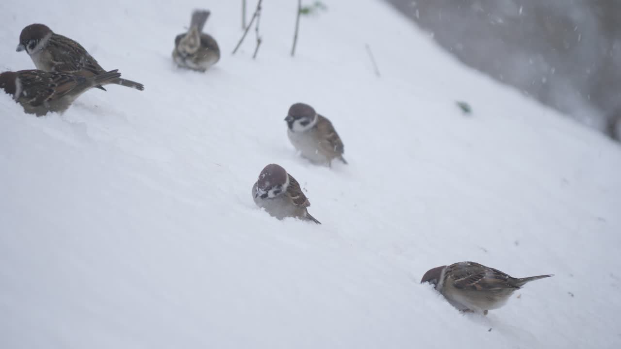 Feldsperling auf Nahrungssuche im Schnee