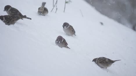 tree sparrow search food in snow