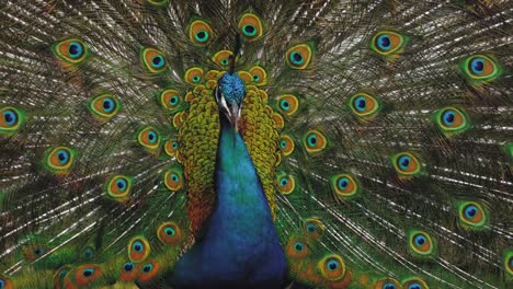 primer plano de la cabeza de un pavo real azul adulto