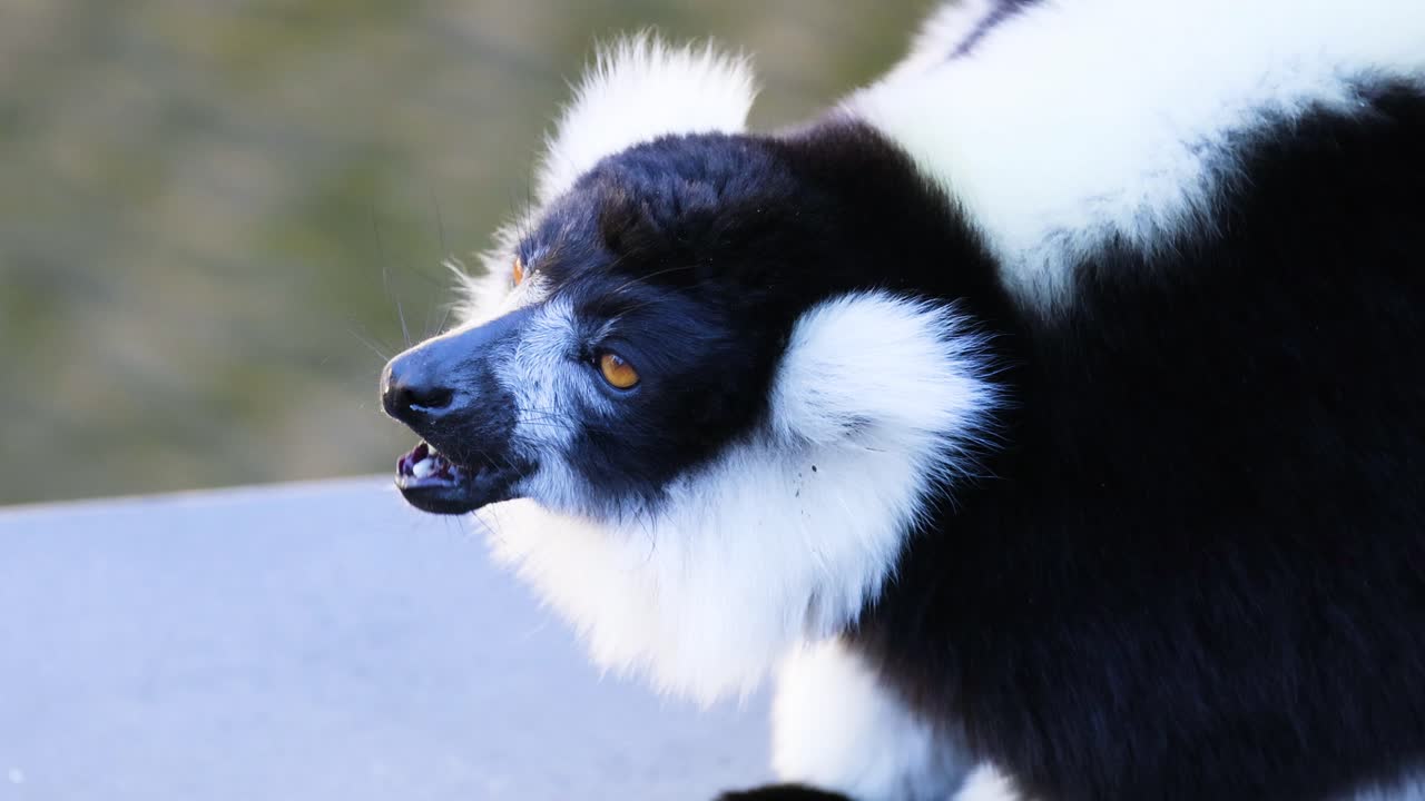 lémur observado en la exposición del zoológico de melbourne