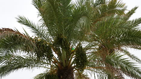 Looking up at bunch of ripe dates hanging from exotic palm tree lush foliage on Mallorca beachfront