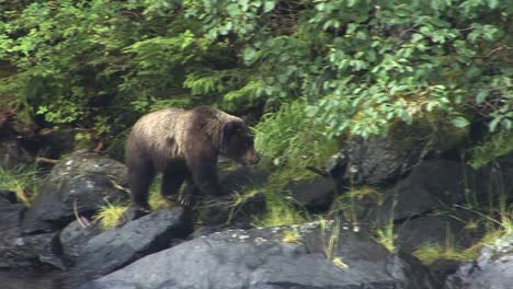 Schwarzbärjunges,-Das-Auf-Den-Felsen-Des-Flussufers-In-Alaska-Spazieren-Geht