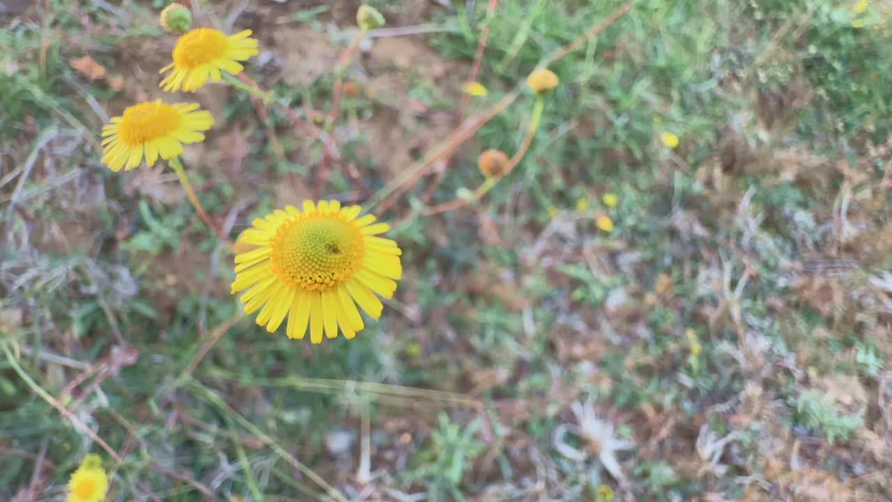 A close up on a yellow meadow false fleabane, Pulicaria dysenterica flower gently swaying with the wind