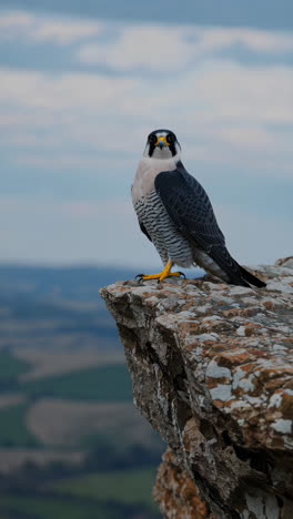 peregrine falcon on cliff