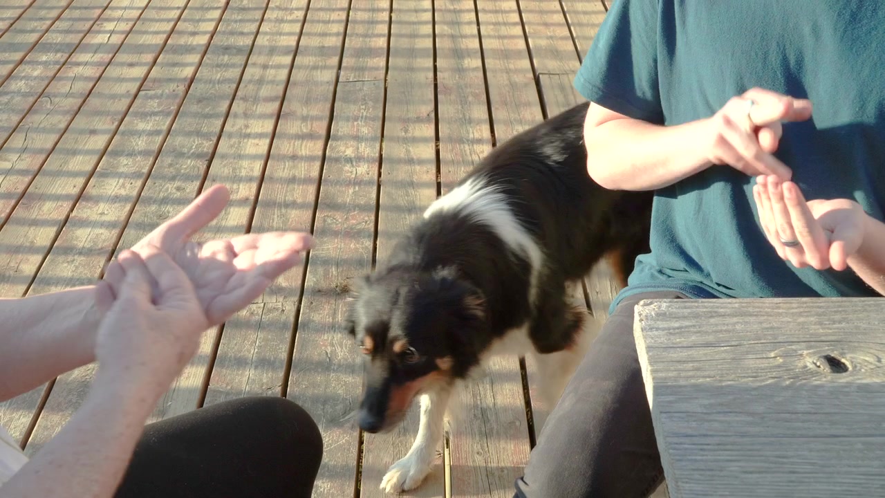 Dog meeting Videos - HD and 4K to download | Magnific