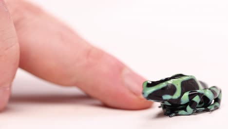 poison dart frog jumps as finger comes close to it 120fps