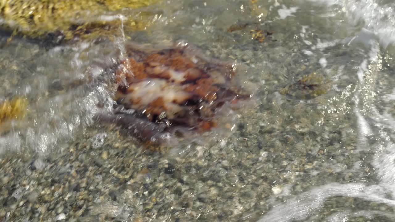 Dead Lion's Mane Jellyfish Washed Up on a Rocky Shore: Close-up